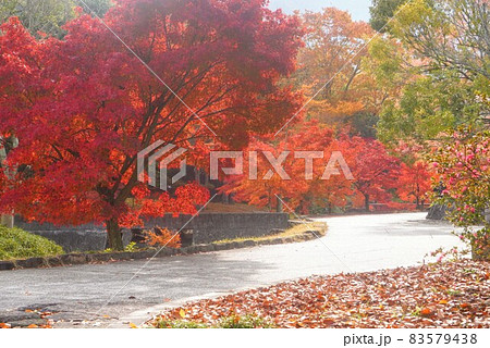 香川用水記念公園の紅葉①(道)【香川県三豊市財田町】 香川用水記念公園の紅葉①(道)【香川県三豊市財田町】 83579438