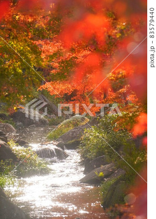 香川用水記念公園の紅葉②(川)【香川県三豊市財田町】 香川用水記念公園の紅葉②(川)【香川県三豊市財田町】 83579440