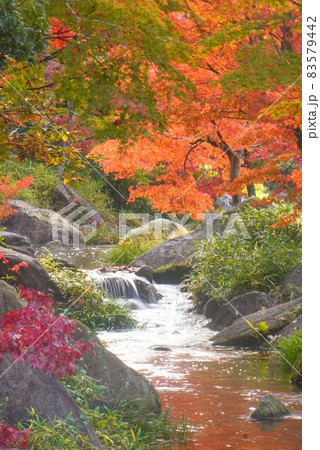 香川用水記念公園の紅葉④（川）【香川県三豊市財田町】 83579442