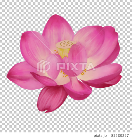 Bright pink Ogahas alone, no line drawing 83580237