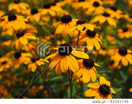 ルドベキアタカオ ルドベキアタカオ 83581746