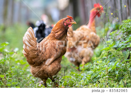 Hens feeding on traditional rural barnyard. Close up of chicken on barn yard. Free range poultry farming concept. Hens feeding on traditional rural barnyard. Close up of chicken on barn yard. Free range poultry farming concept. 83582065
