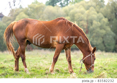 Beautiful chestnut horse grazing in summer field. Green pasture with feeding farm stallion. 83582232