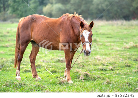 Beautiful chestnut horse grazing in summer field. Green pasture with feeding farm stallion. 83582245
