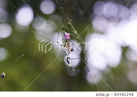 女郎蜘蛛 83582248