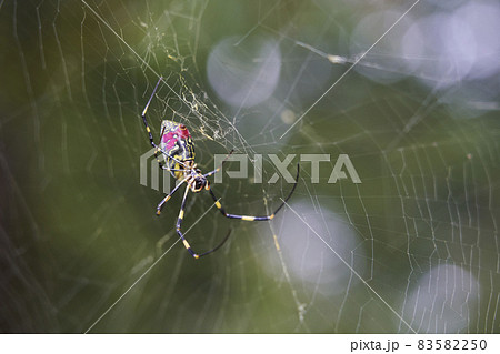 女郎蜘蛛 女郎蜘蛛 83582250