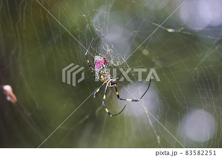 女郎蜘蛛 83582251