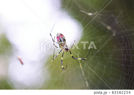 女郎蜘蛛 83582254