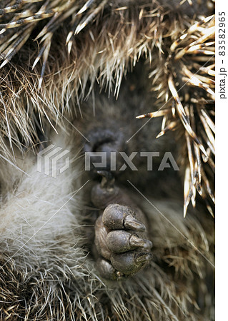 Wild hedgehog unrolling, uncurling or unfolding macro Wild hedgehog unrolling, uncurling or unfolding macro 83582965