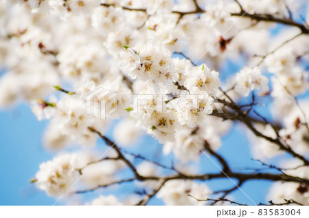 Apricot tree blossoms 83583004