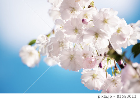 Apple tree flower 83583013