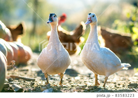 Ducks feed on traditional rural barnyard. Detail of a duck head. Close up of waterbird standing on barn yard. Free range poultry farming concept. 83583223
