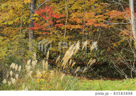 紅葉真っ盛りの奥裾花自然園 紅葉真っ盛りの奥裾花自然園 83583898