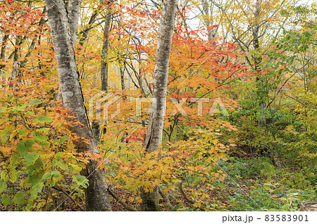 紅葉真っ盛りの奥裾花自然園 83583901