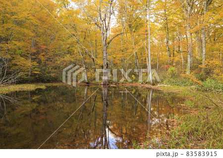 紅葉真っ盛りの奥裾花自然園 紅葉真っ盛りの奥裾花自然園 83583915