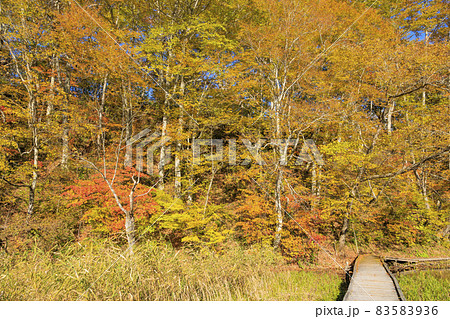 紅葉真っ盛りの奥裾花自然園 紅葉真っ盛りの奥裾花自然園 83583936