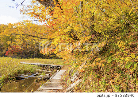 紅葉真っ盛りの奥裾花自然園 紅葉真っ盛りの奥裾花自然園 83583940