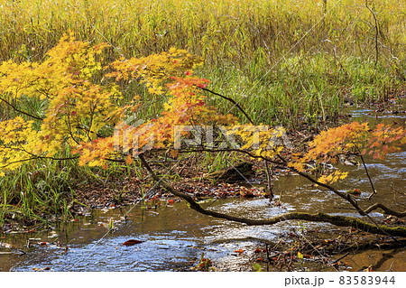 紅葉真っ盛りの奥裾花自然園 紅葉真っ盛りの奥裾花自然園 83583944