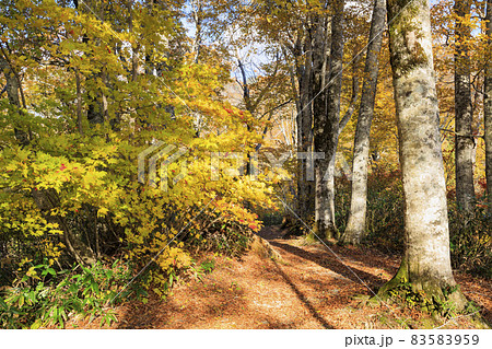 紅葉真っ盛りの奥裾花自然園 紅葉真っ盛りの奥裾花自然園 83583959