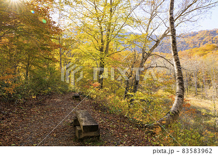 紅葉真っ盛りの奥裾花自然園 83583962