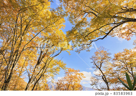 紅葉真っ盛りの奥裾花自然園 83583963
