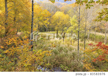 紅葉真っ盛りの奥裾花自然園 紅葉真っ盛りの奥裾花自然園 83583976