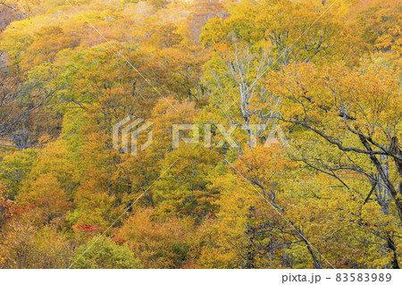 紅葉真っ盛りの奥裾花自然園 紅葉真っ盛りの奥裾花自然園 83583989