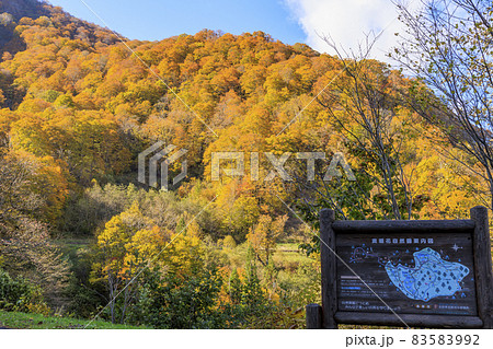 紅葉真っ盛りの奥裾花自然園 83583992