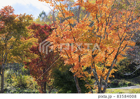 紅葉真っ盛りの奥裾花自然園 83584008