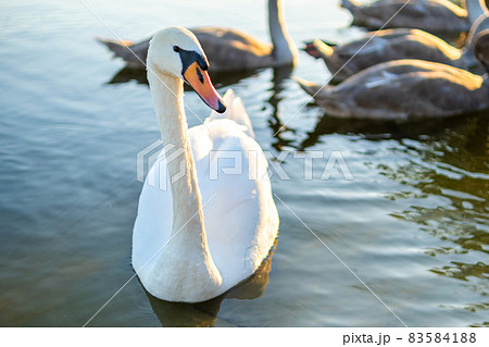 White beautiful swan swimming on lake water in summer. White beautiful swan swimming on lake water in summer. 83584188