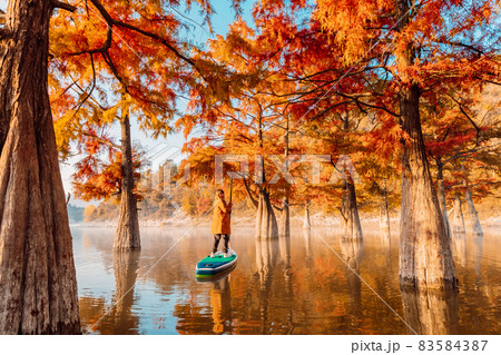 Woman relaxing on stand up paddle board at the lake among autumnal Taxodium distichum trees Woman relaxing on stand up paddle board at the lake among autumnal Taxodium distichum trees 83584387