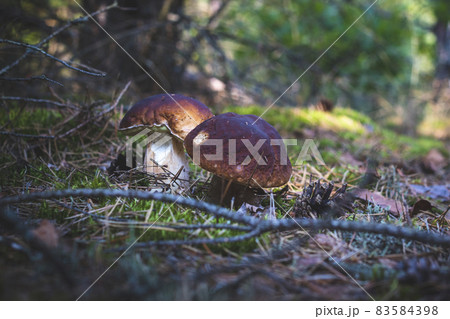 two brown cap edible mushrooms grows two brown cap edible mushrooms grows 83584398
