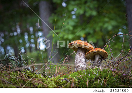 two boletus edulis mushrooms in nature 83584399