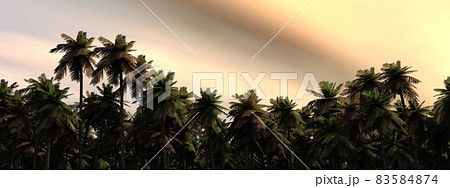 Tropical rainforest at dusk Tropical rainforest at dusk 83584874