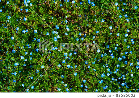 Top-down view of a green meadow with blue flowers. Summer colors Top-down view of a green meadow with blue flowers. Summer colors 83585002