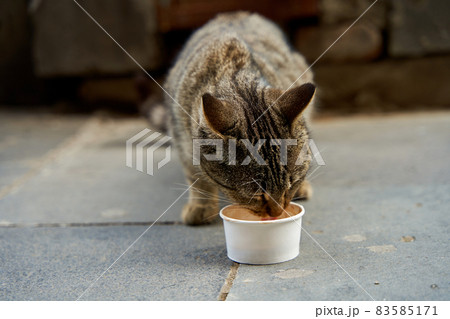 The street cat is eaten from a small paper bowl. Helping street animals 83585171
