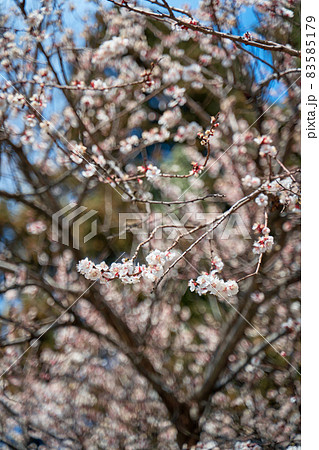 Apricot trees bloom with white flowers in early spring 83585179