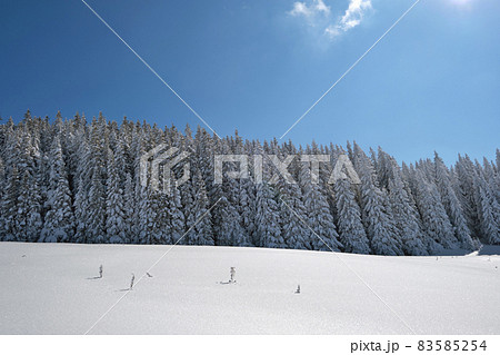 Bright winter landscape with pine trees covered with fresh fallen snow in mountain forest on cold wintry day. Bright winter landscape with pine trees covered with fresh fallen snow in mountain forest on cold wintry day. 83585254