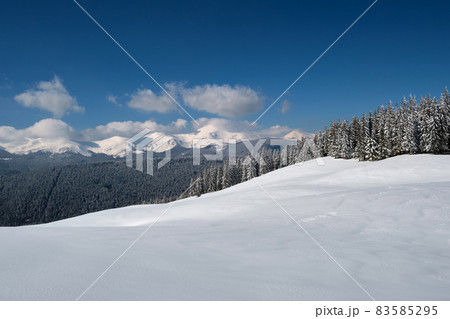Winter landscape with high mountain hills covered with evergreen pine forest after heavy snowfall on cold wintry day. 83585295