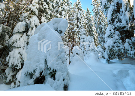 Closeup of pine tree branches covered with fresh fallen snow in winter mountain forest on cold bright day. Closeup of pine tree branches covered with fresh fallen snow in winter mountain forest on cold bright day. 83585412