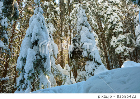 Pine trees covered with fresh fallen snow in winter mountain forest on cold bright day. Pine trees covered with fresh fallen snow in winter mountain forest on cold bright day. 83585422