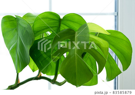 Monstera Monstera 83585879