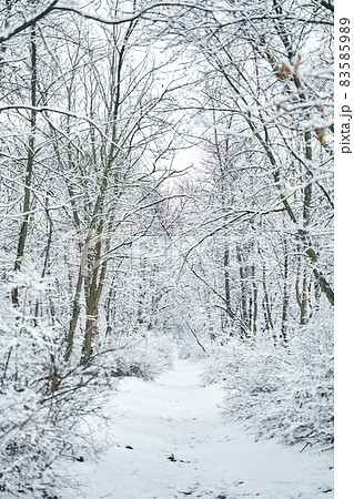Snow covered winter forest scenery. Winter fairytale 83585989