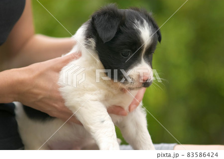 Close up of a woman holding small puppy on her lap. 83586424