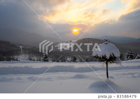 Moody winter landscape with small pine tree on covered with fresh fallen snow field in wintry mountains on cold gloomy evening. Moody winter landscape with small pine tree on covered with fresh fallen snow field in wintry mountains on cold gloomy evening. 83586479