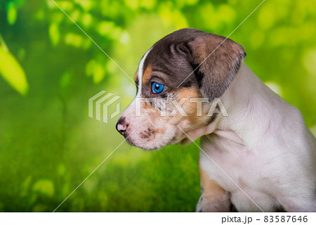 Louisiana Catahoula Leopard Dog puppy close up portrait 83587646