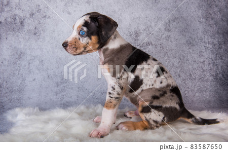 Louisiana Catahoula Leopard Dog puppy sitting on gray 83587650