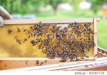 Bee frame full or rich of fresh honey and wax, a sweet, sticky yellowish-brown fluid made by bees and other insects from nectar collected from flowers 83587716