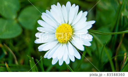 Macro shot of a marguerite blossom Macro shot of a marguerite blossom 83588360