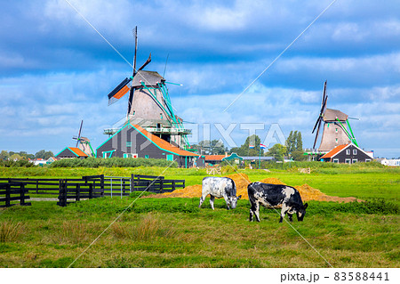 Agricultural landscape - Panorama of a Dutch village with windmills, small houses, pastures and meadows. Tourism. Famous Holland, The Netherlands, Europe. 83588441